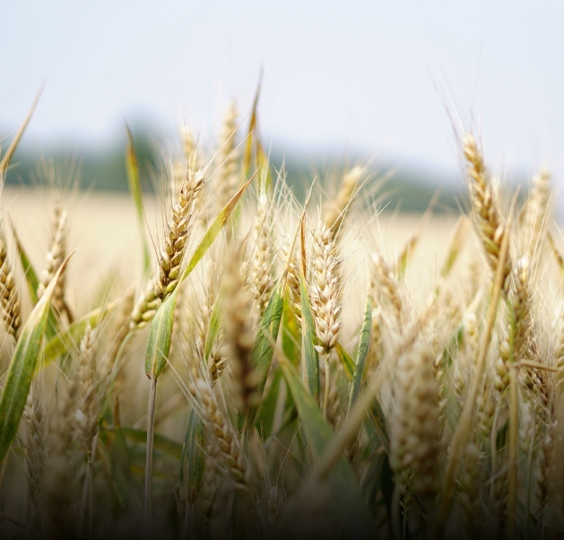 B&auml;ckerei Kemetm&uuml;ller - Regionalit&auml;t Getreidefeld